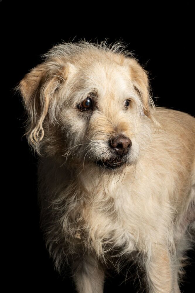 AMARILLO, an adoptable Terrier, Schnauzer in Jardines de San Manuel, PUE, 72570 | Photo Image 2