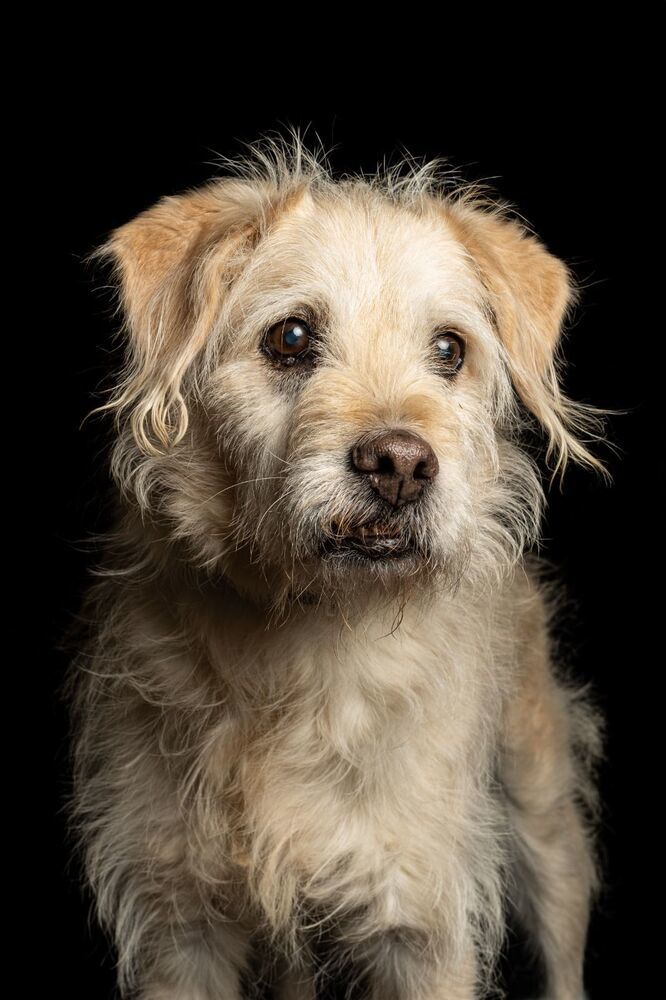 AMARILLO, an adoptable Terrier, Schnauzer in Jardines de San Manuel, PUE, 72570 | Photo Image 3