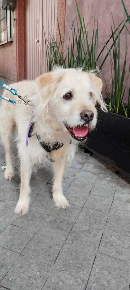 AMARILLO, an adoptable Terrier, Schnauzer in Jardines de San Manuel, PUE, 72570 | Photo Image 4