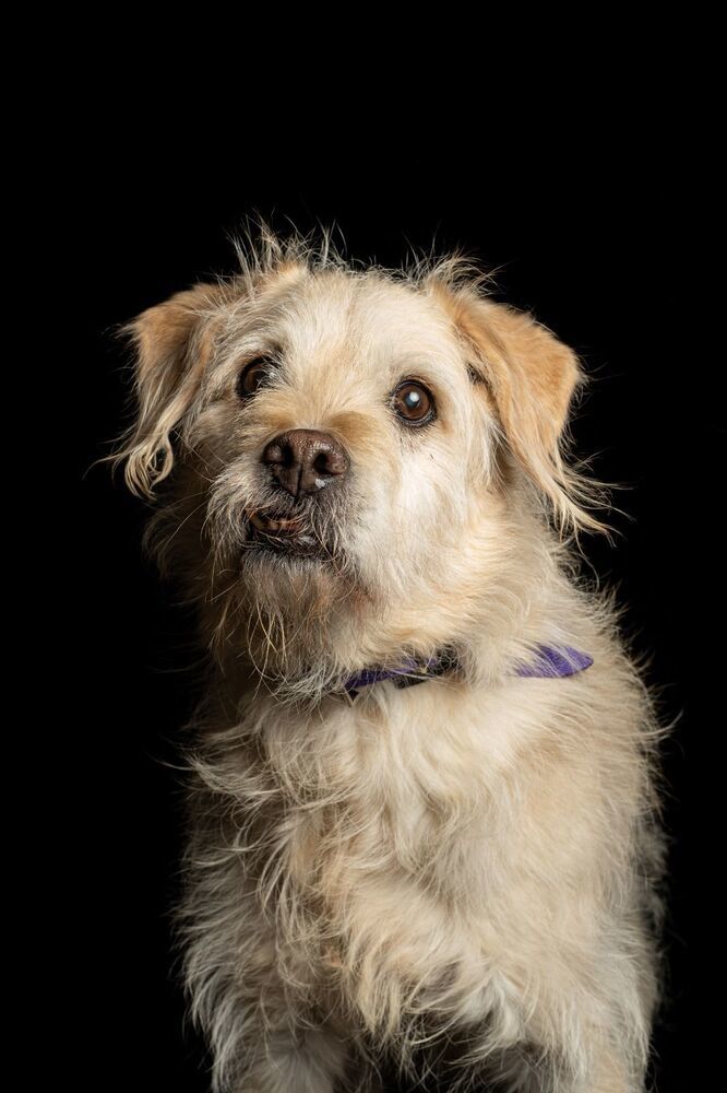 AMARILLO, an adoptable Terrier, Schnauzer in Jardines de San Manuel, PUE, 72570 | Photo Image 5