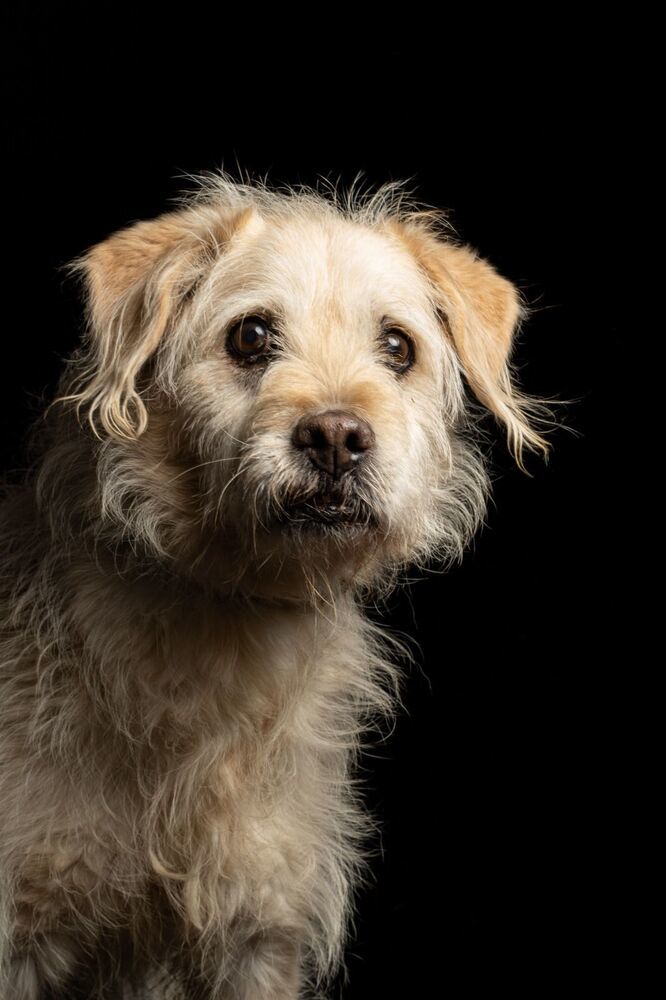 AMARILLO, an adoptable Terrier, Schnauzer in Jardines de San Manuel, PUE, 72570 | Photo Image 6