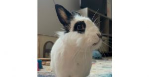 Demi, Adult Female Bunny Rabbit