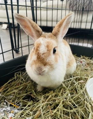 Chamomile, Adult Female English Spot