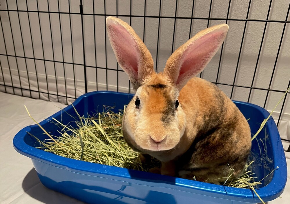 Rabbit for adoption - Magpie, a Rex & Harlequin Mix in Longwood, FL ...
