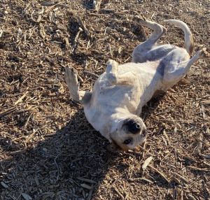 Sadie is a sweet fun loving dog Full of life she is high energy loves to go for walks great