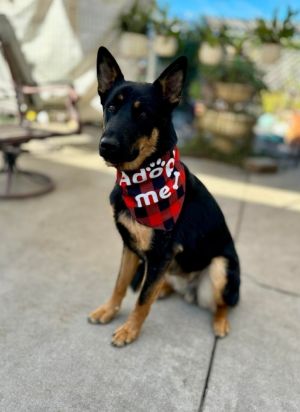 Approxiamate Date of Birth April 12 2022 neutered male 60 lbs currently located in Yorba Linda 