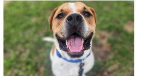 Meet Cruz A Survivor with a Heart Full of Love Cruzs journey hasnt been an easy one Found in Yerm