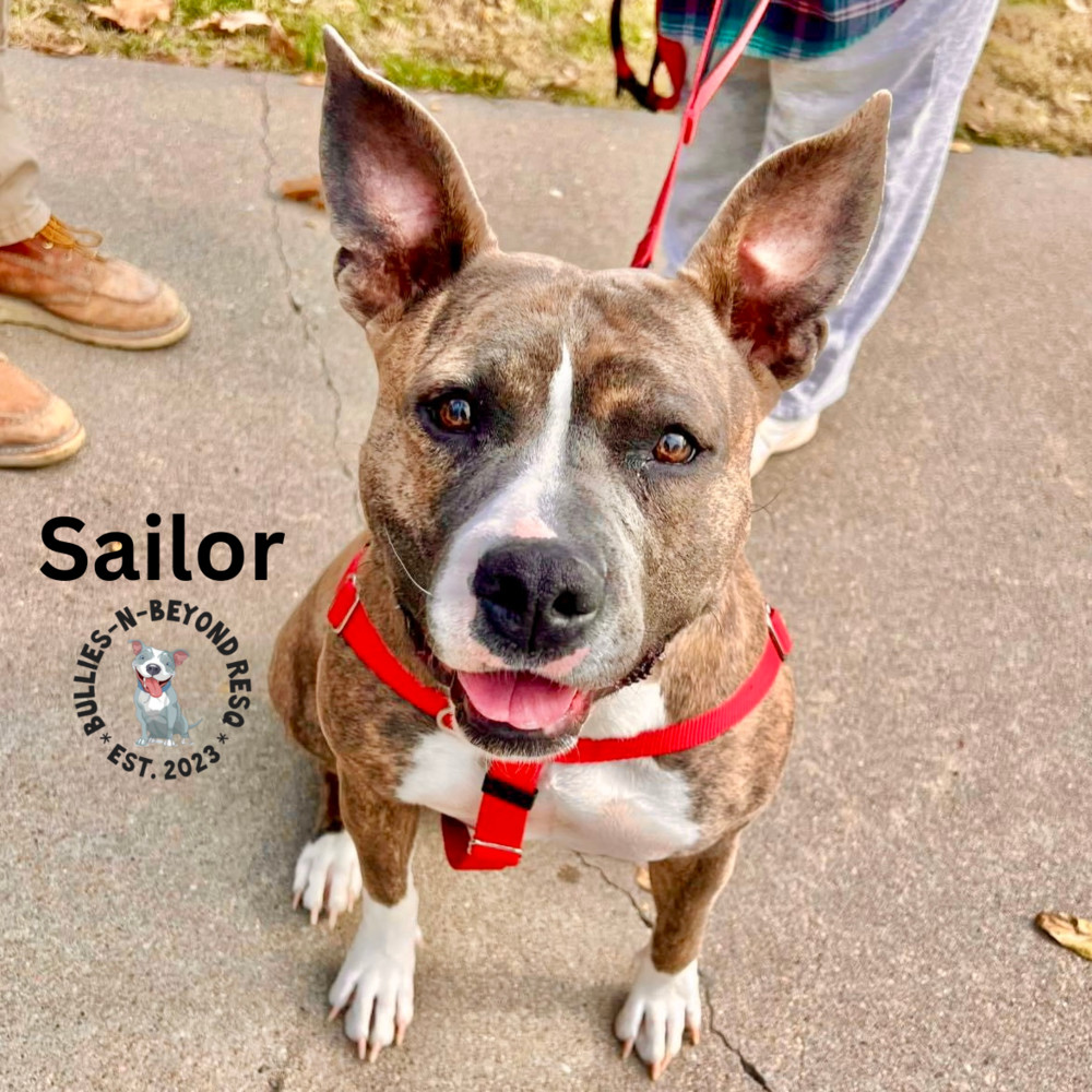 Sailor, an adoptable American Staffordshire Terrier in Omaha, NE, 68116 | Photo Image 1