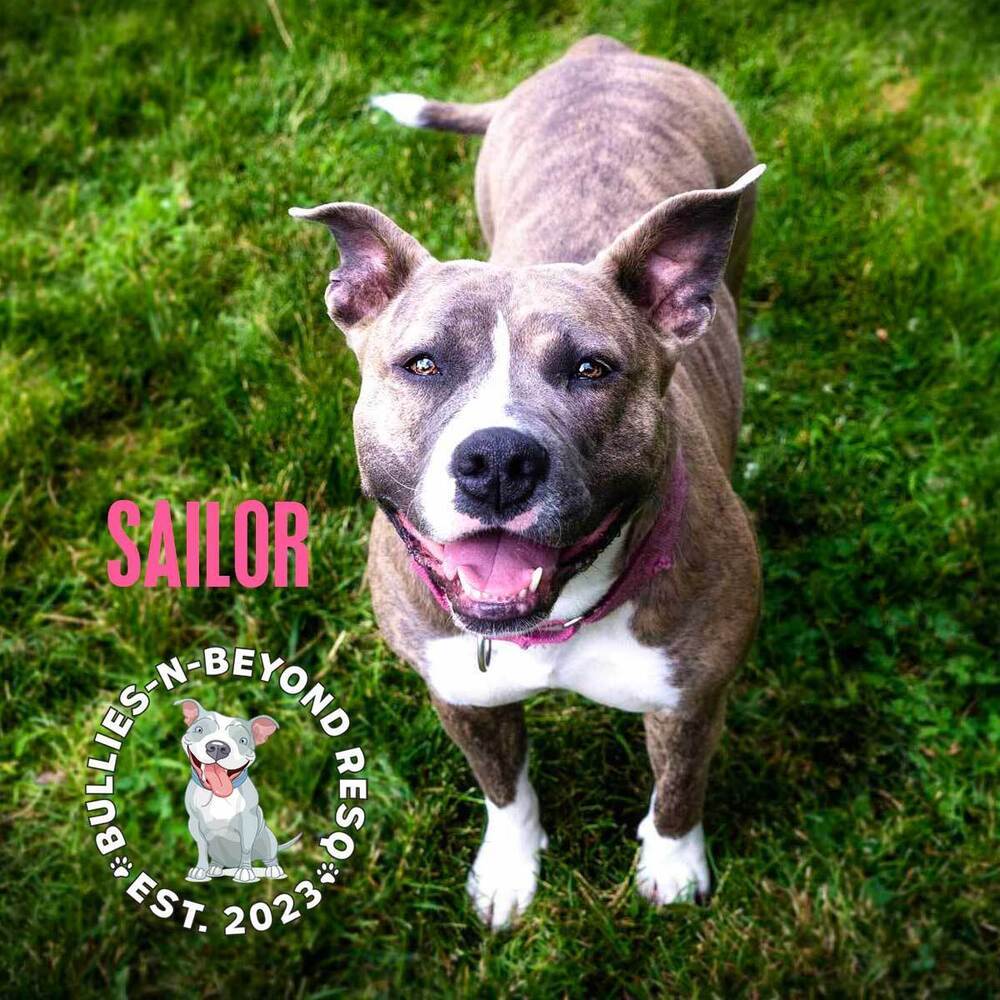 Sailor, an adoptable American Staffordshire Terrier in Omaha, NE, 68116 | Photo Image 3