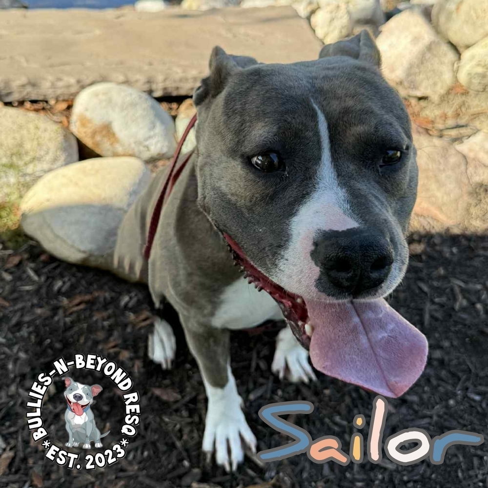 Sailor, an adoptable American Staffordshire Terrier in Omaha, NE, 68116 | Photo Image 3