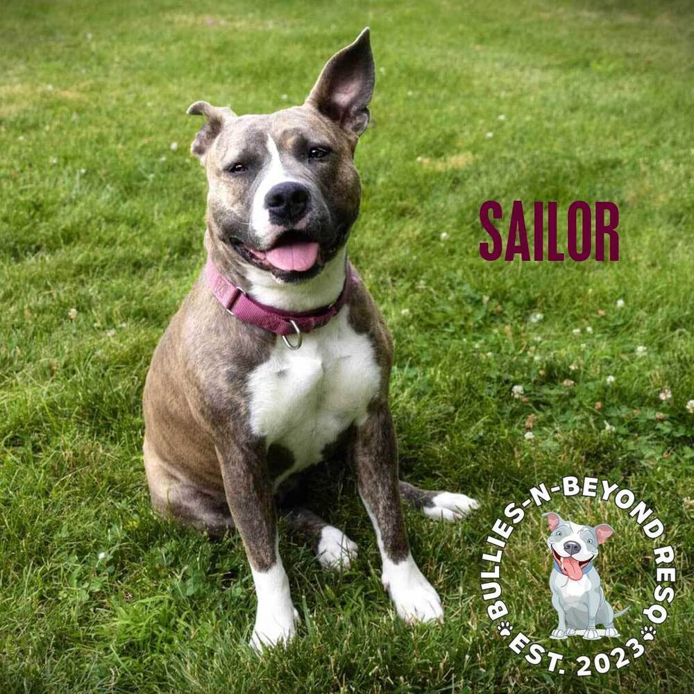 Sailor, an adoptable American Staffordshire Terrier in Omaha, NE, 68116 | Photo Image 4