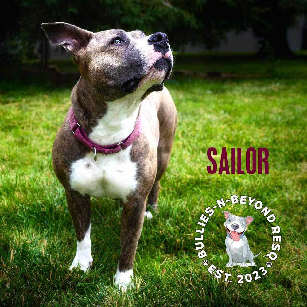 Sailor, an adoptable American Staffordshire Terrier in Omaha, NE, 68116 | Photo Image 6