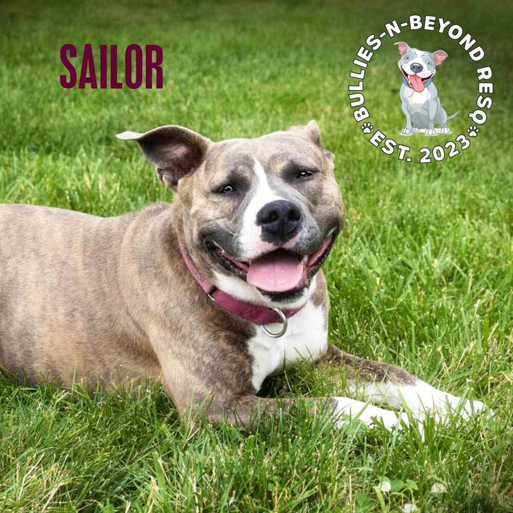 Sailor, an adoptable American Staffordshire Terrier in Omaha, NE, 68116 | Photo Image 6