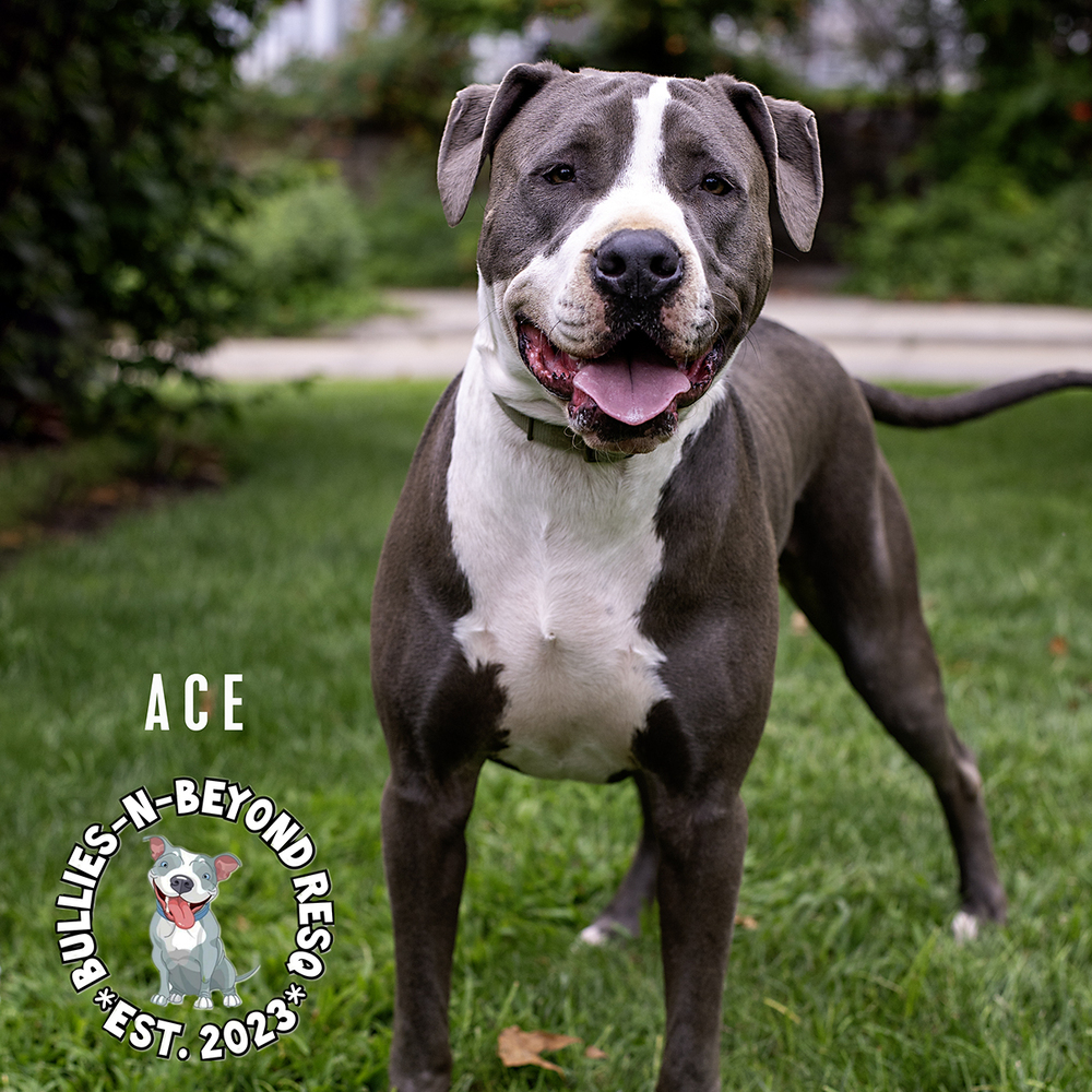 Ace, an adoptable Staffordshire Bull Terrier in Omaha, NE, 68116 | Photo Image 1