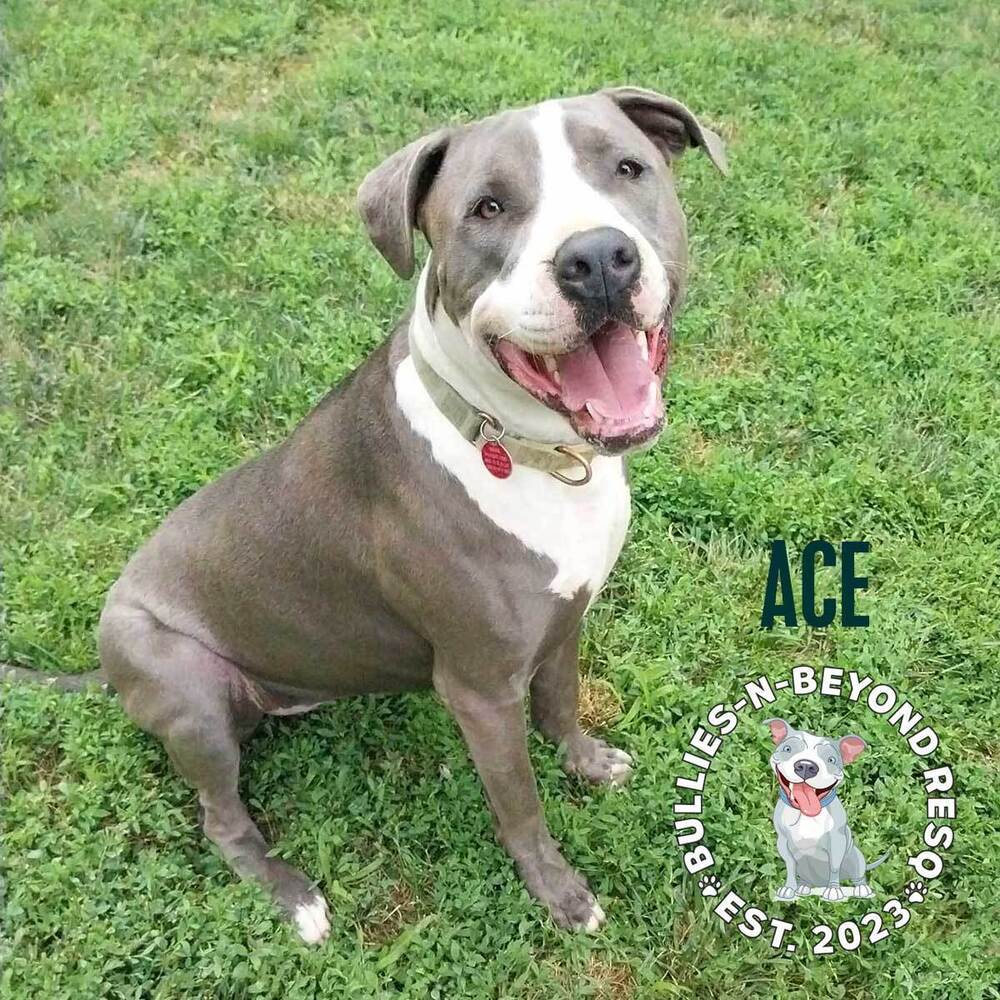 Ace, an adoptable Staffordshire Bull Terrier in Omaha, NE, 68116 | Photo Image 3
