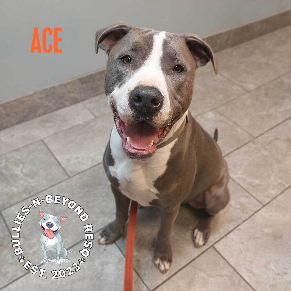 Ace, an adoptable Staffordshire Bull Terrier in Omaha, NE, 68116 | Photo Image 4