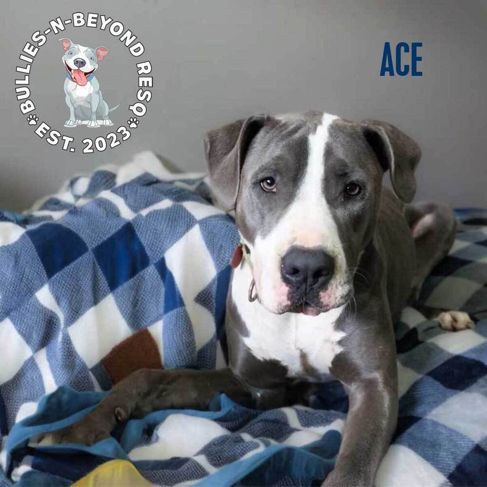 Ace, an adoptable Staffordshire Bull Terrier in Omaha, NE, 68116 | Photo Image 4