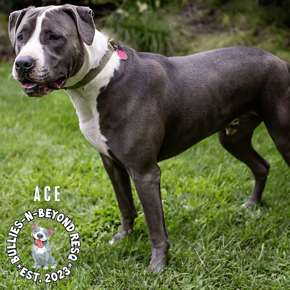 Ace, an adoptable Staffordshire Bull Terrier in Omaha, NE, 68116 | Photo Image 6