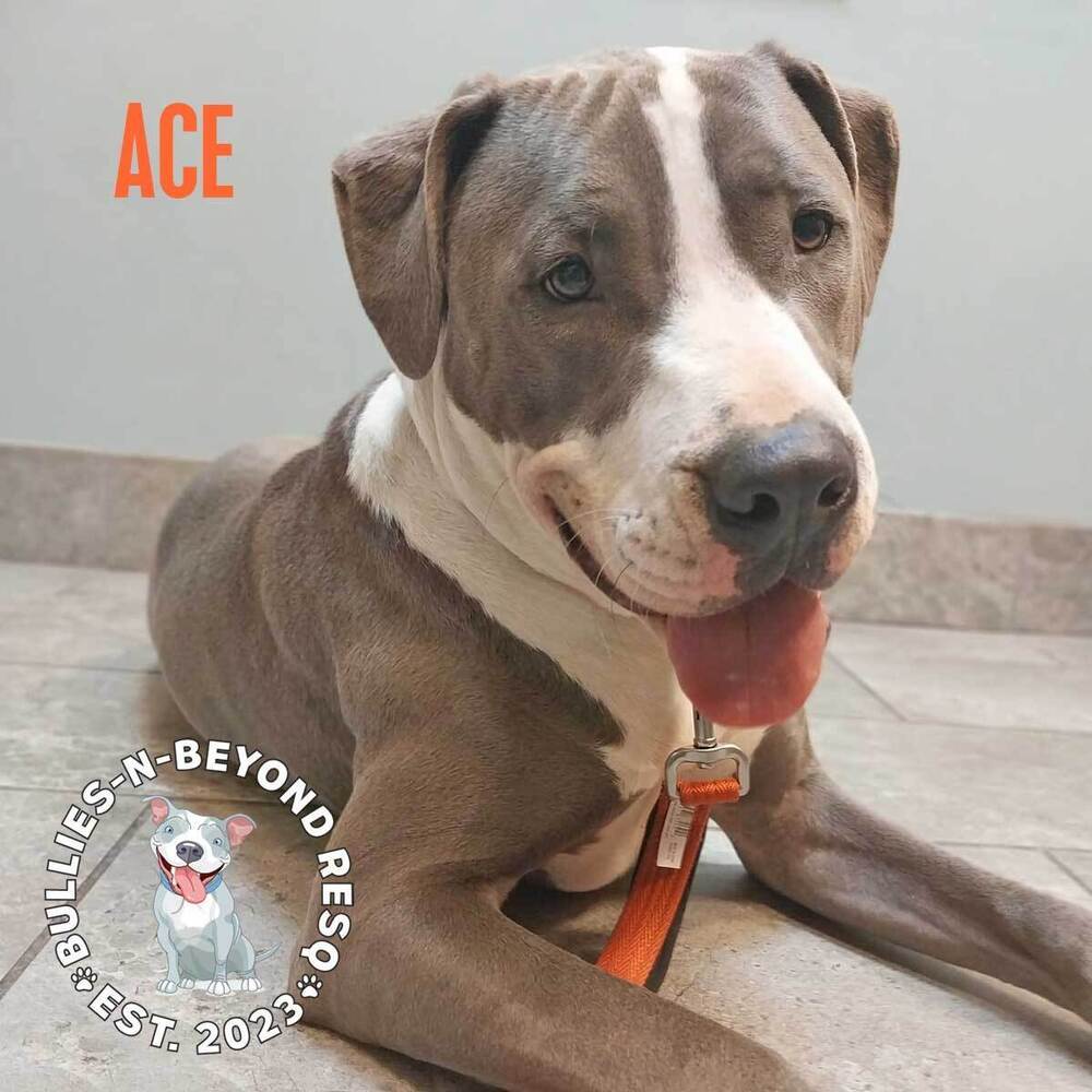 Ace, an adoptable Staffordshire Bull Terrier in Omaha, NE, 68116 | Photo Image 6