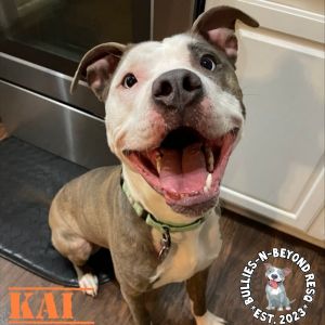 Kai, Adult Male Pit Bull Terrier