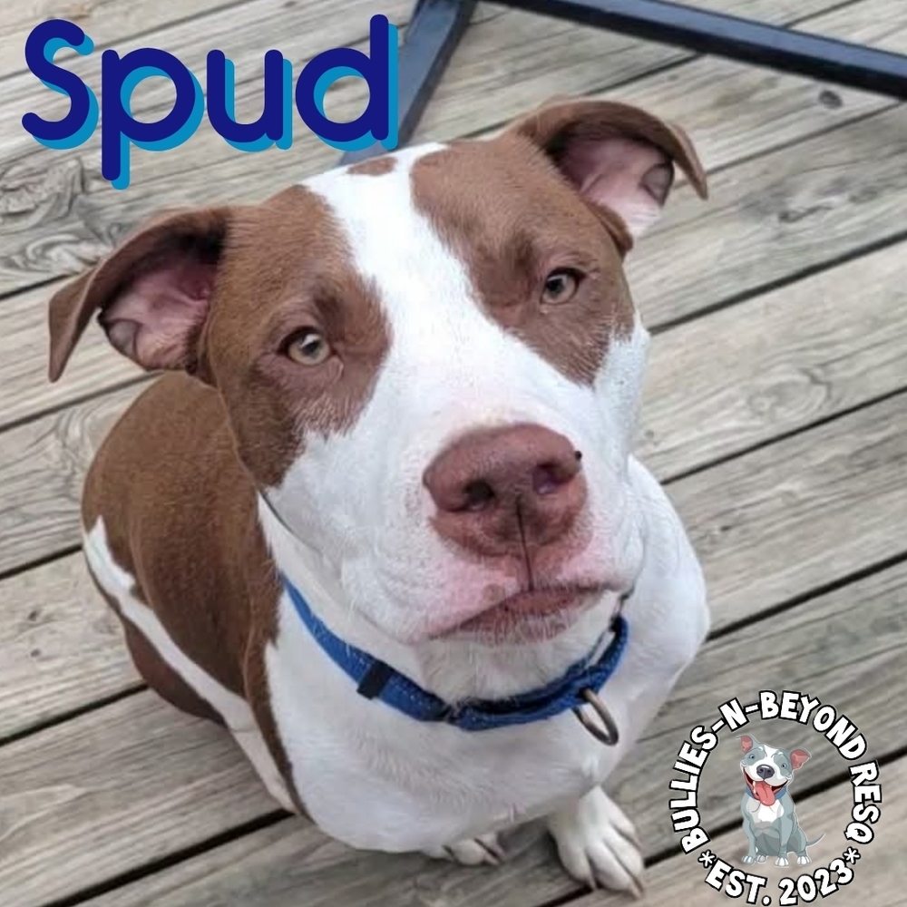 The Potato Litter: Spud, an adoptable Staffordshire Bull Terrier, Australian Cattle Dog / Blue Heeler in Omaha, NE, 68116 | Photo Image 1