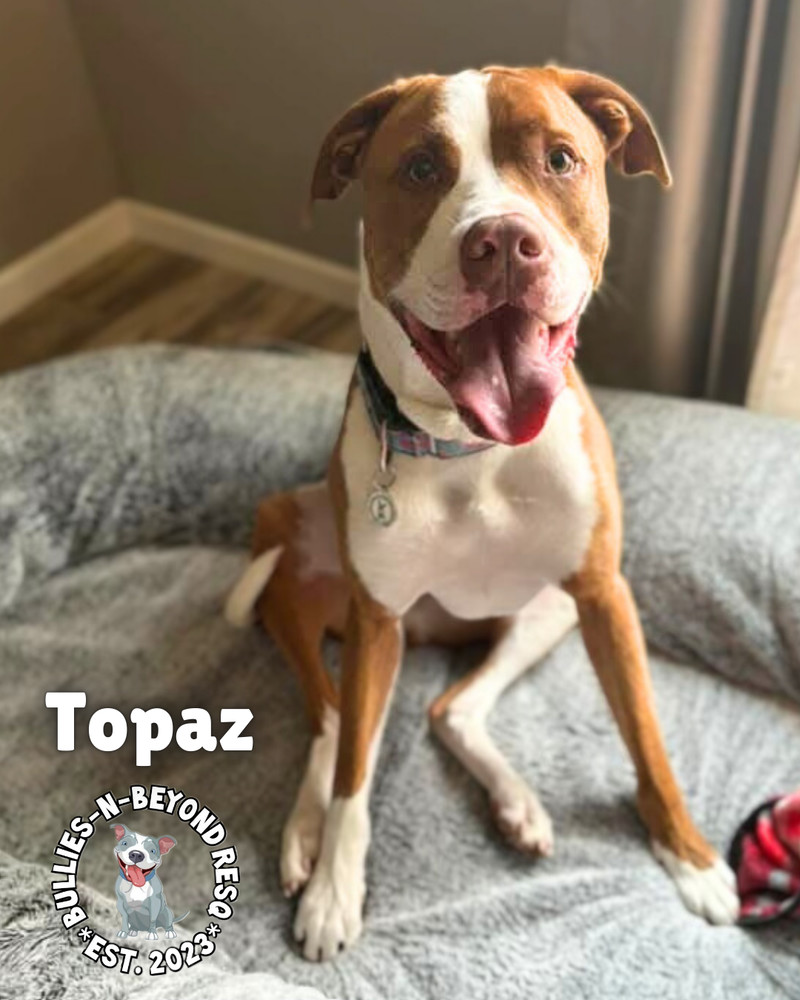 Topaz, an adoptable American Bulldog in Omaha, NE, 68116 | Photo Image 1