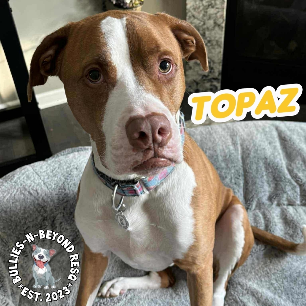 Topaz, an adoptable American Bulldog in Omaha, NE, 68116 | Photo Image 1