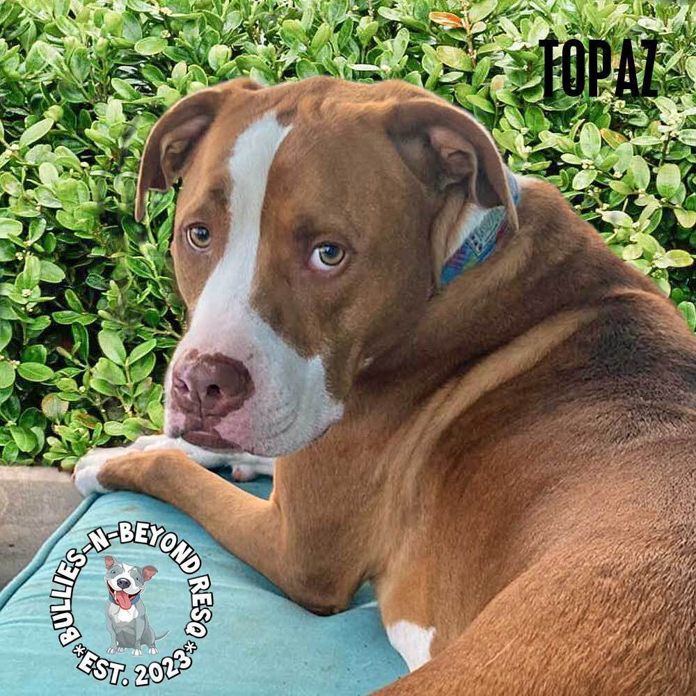 Topaz, an adoptable American Bulldog in Omaha, NE, 68116 | Photo Image 3
