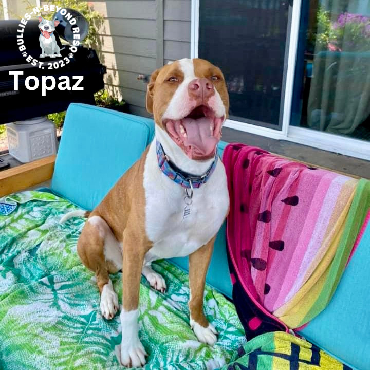 Topaz, an adoptable American Bulldog in Omaha, NE, 68116 | Photo Image 3