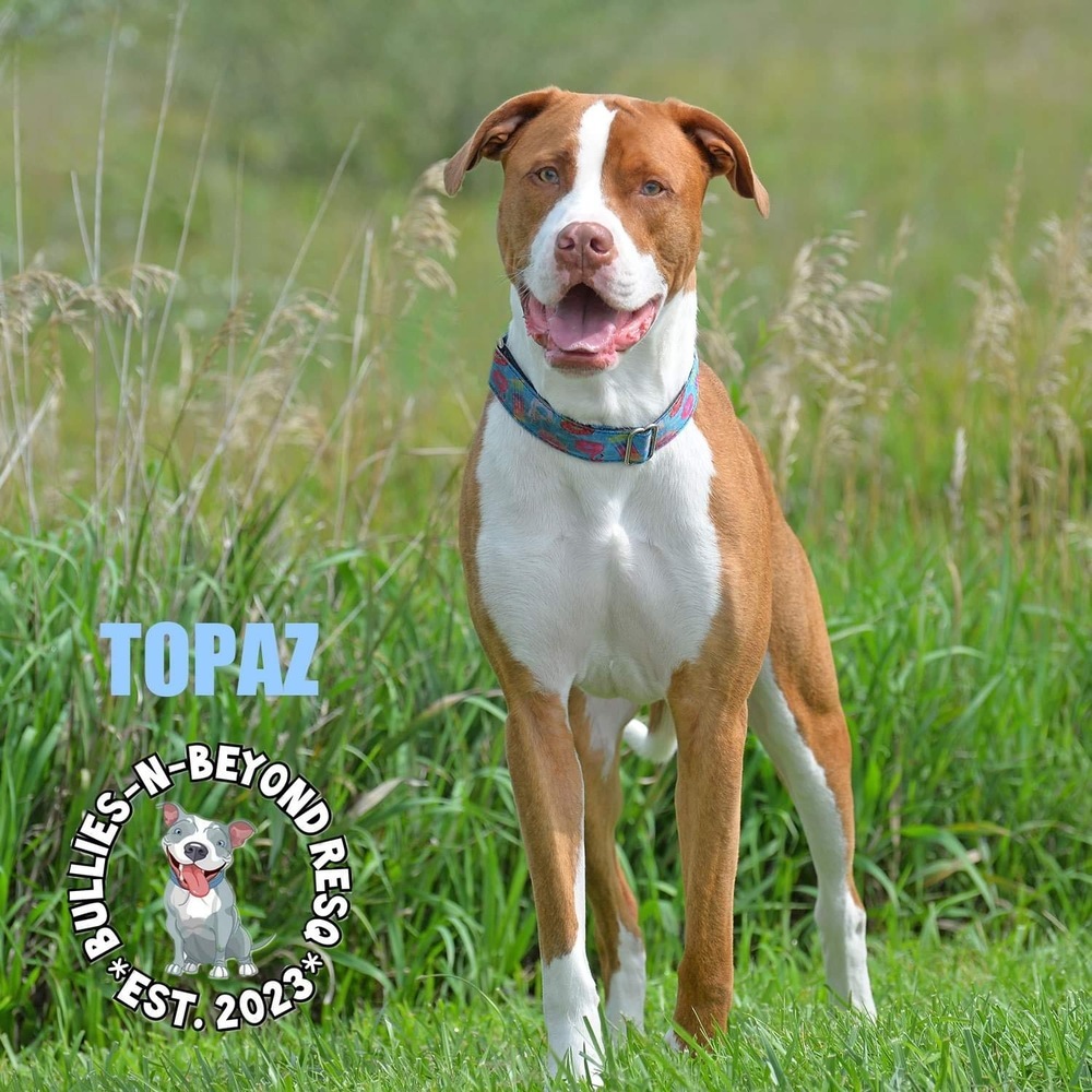Topaz, an adoptable American Bulldog in Omaha, NE, 68116 | Photo Image 4