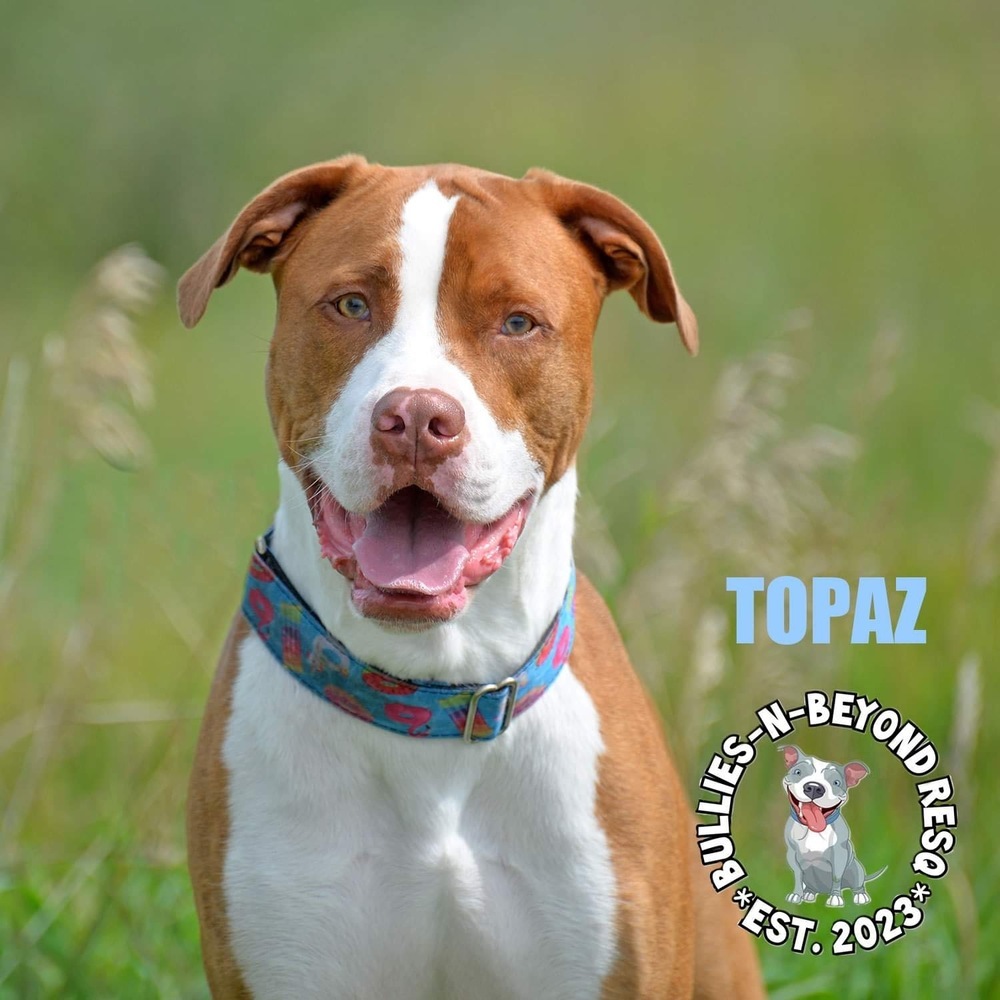 Topaz, an adoptable American Bulldog in Omaha, NE, 68116 | Photo Image 5