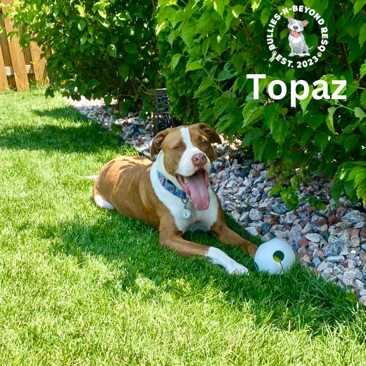 Topaz, an adoptable American Bulldog in Omaha, NE, 68116 | Photo Image 6