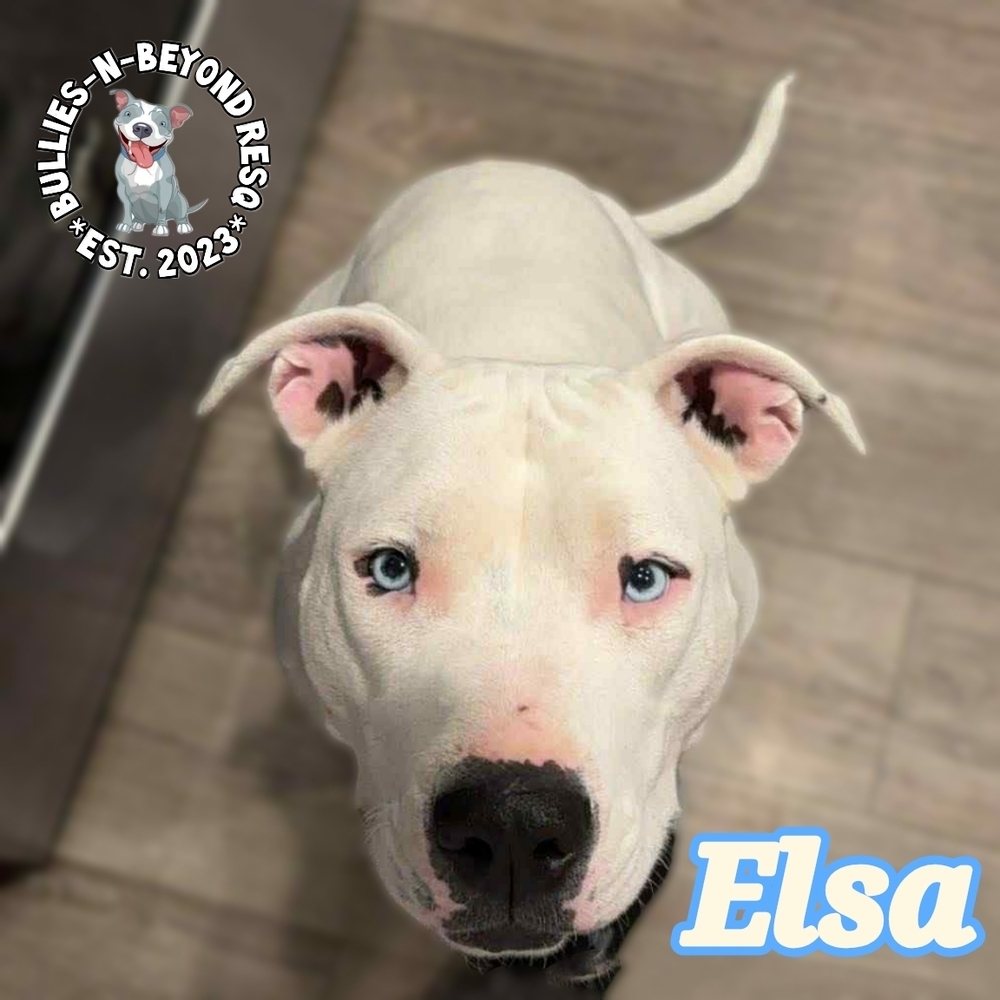 Elsa, an adoptable Pit Bull Terrier in Omaha, NE, 68116 | Photo Image 1