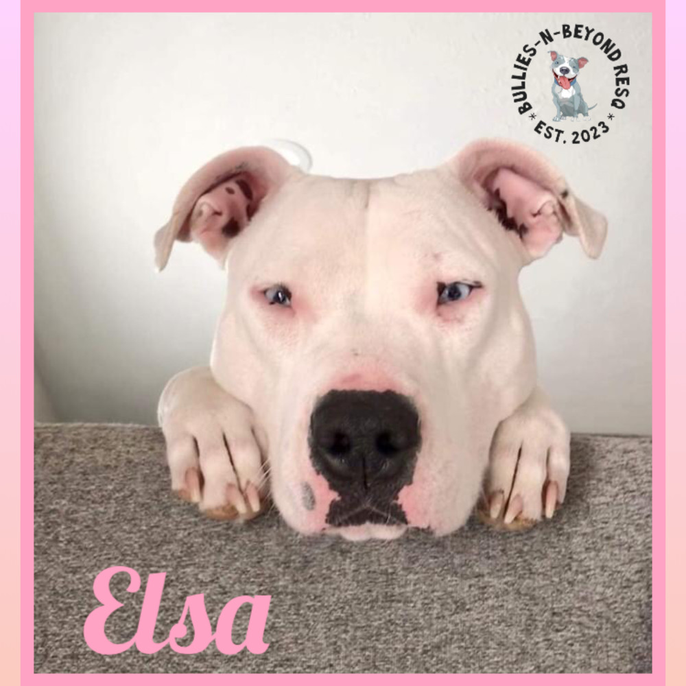Elsa, an adoptable Pit Bull Terrier in Omaha, NE, 68116 | Photo Image 2
