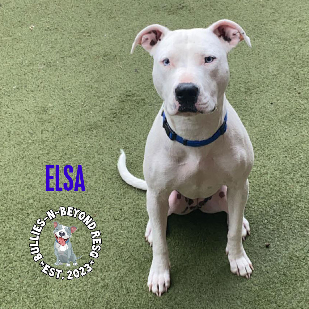 Elsa, an adoptable Pit Bull Terrier in Omaha, NE, 68116 | Photo Image 3