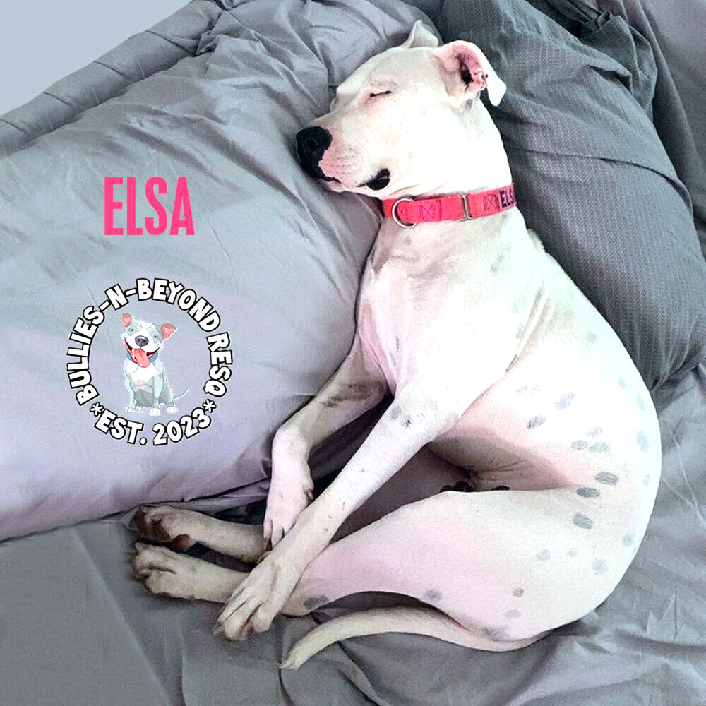 Elsa, an adoptable Pit Bull Terrier in Omaha, NE, 68116 | Photo Image 5