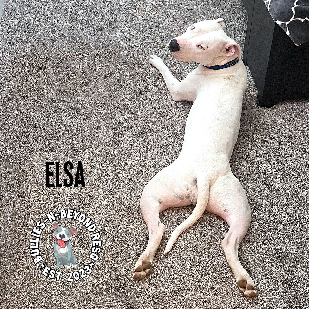 Elsa, an adoptable Pit Bull Terrier in Omaha, NE, 68116 | Photo Image 6