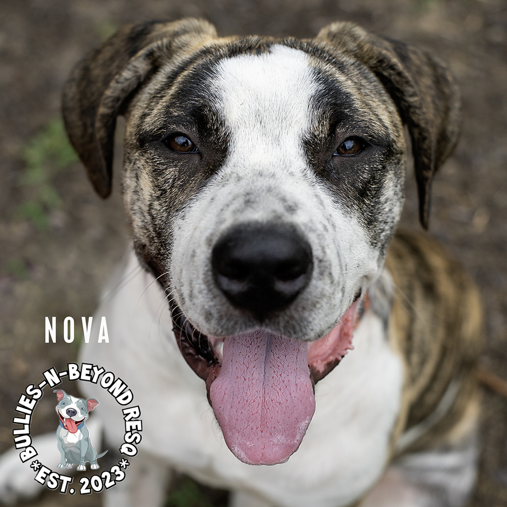 Nova, an adoptable Mastiff, American Bulldog in Omaha, NE, 68116 | Photo Image 1