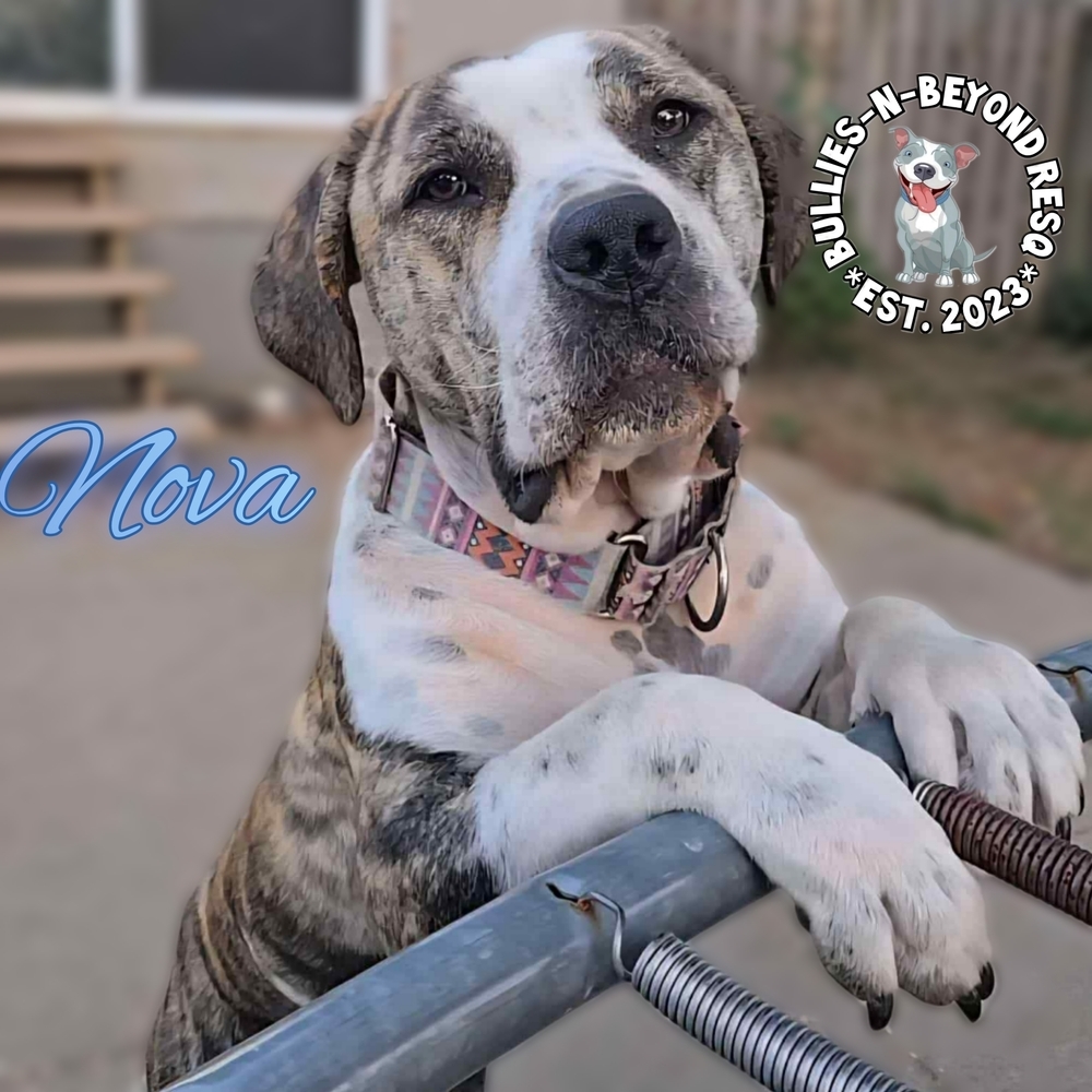 Nova, an adoptable Mastiff, American Bulldog in Omaha, NE, 68116 | Photo Image 1