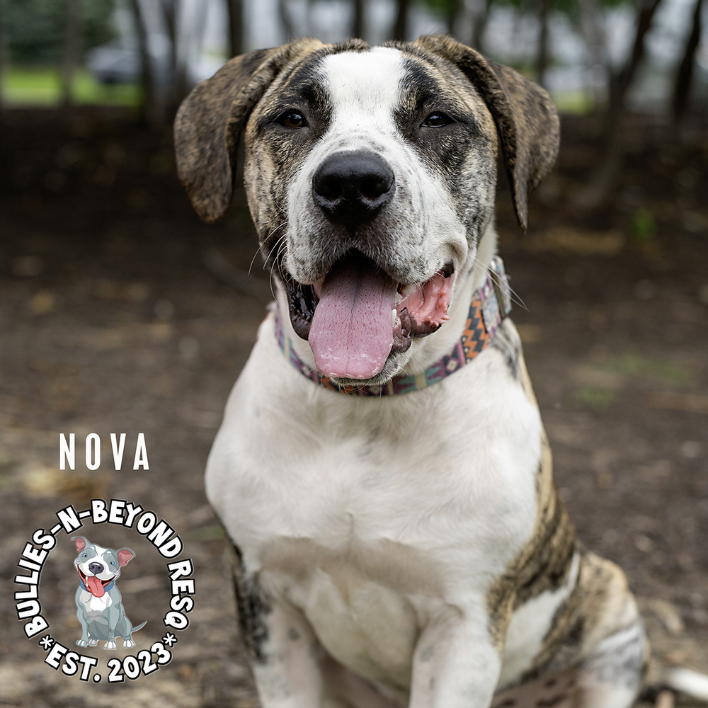 Nova, an adoptable Mastiff, American Bulldog in Omaha, NE, 68116 | Photo Image 3