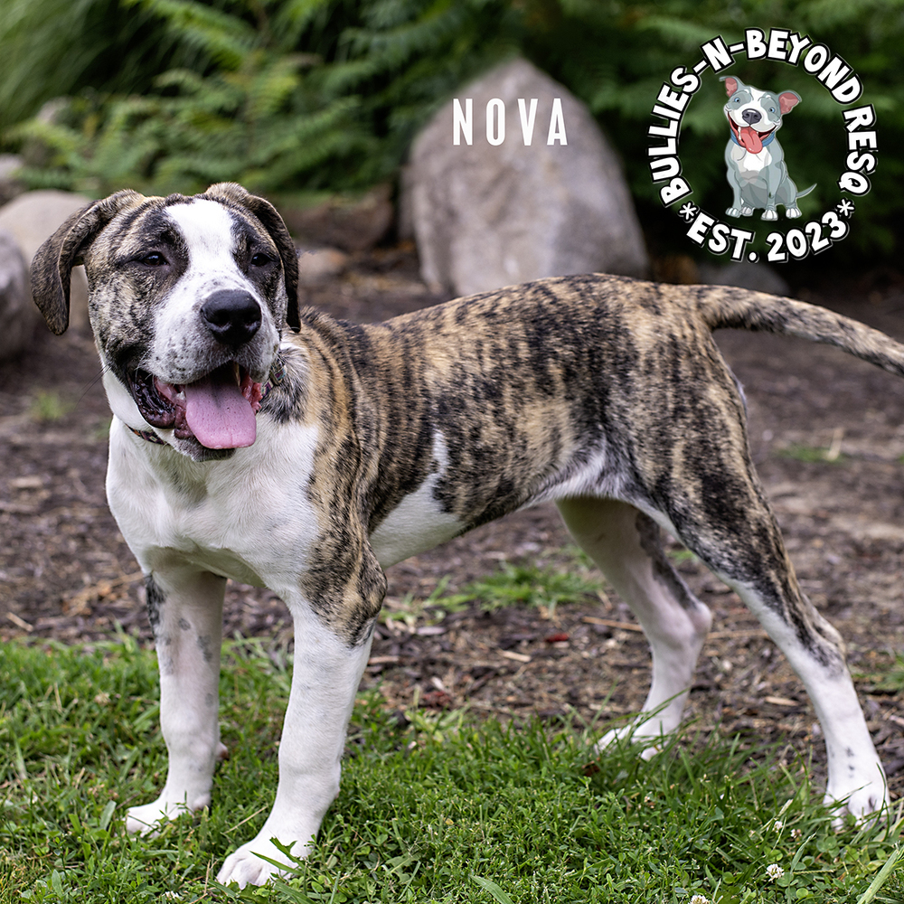 Nova, an adoptable Mastiff, American Bulldog in Omaha, NE, 68116 | Photo Image 3