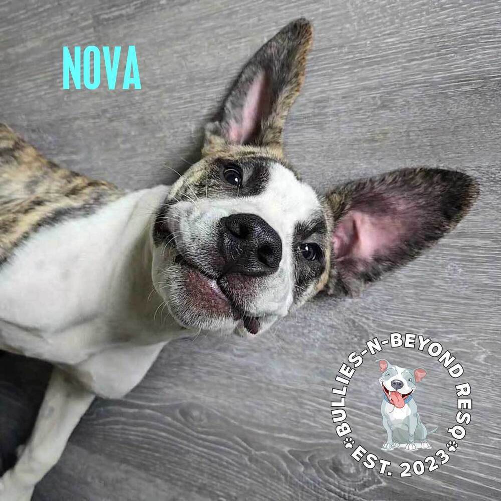 Nova, an adoptable Mastiff, American Bulldog in Omaha, NE, 68116 | Photo Image 4