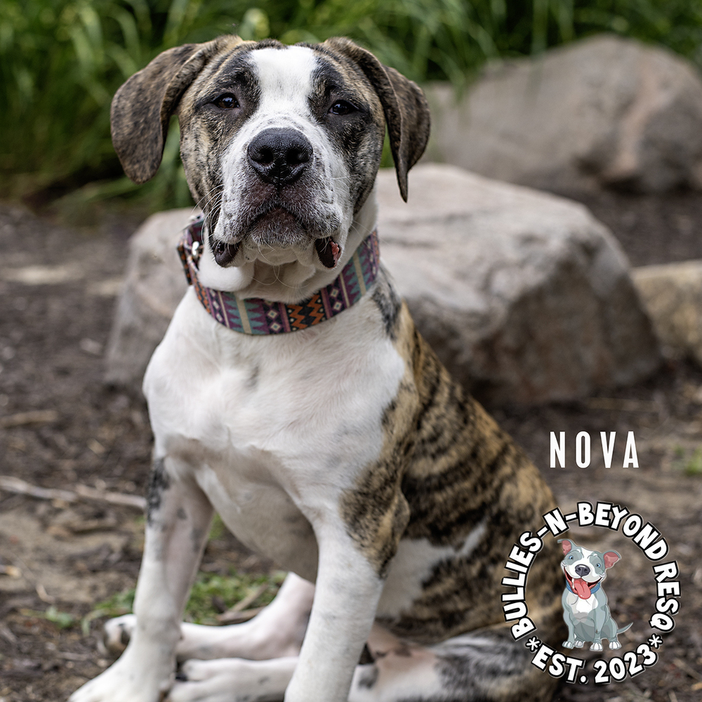 Nova, an adoptable Mastiff, American Bulldog in Omaha, NE, 68116 | Photo Image 6