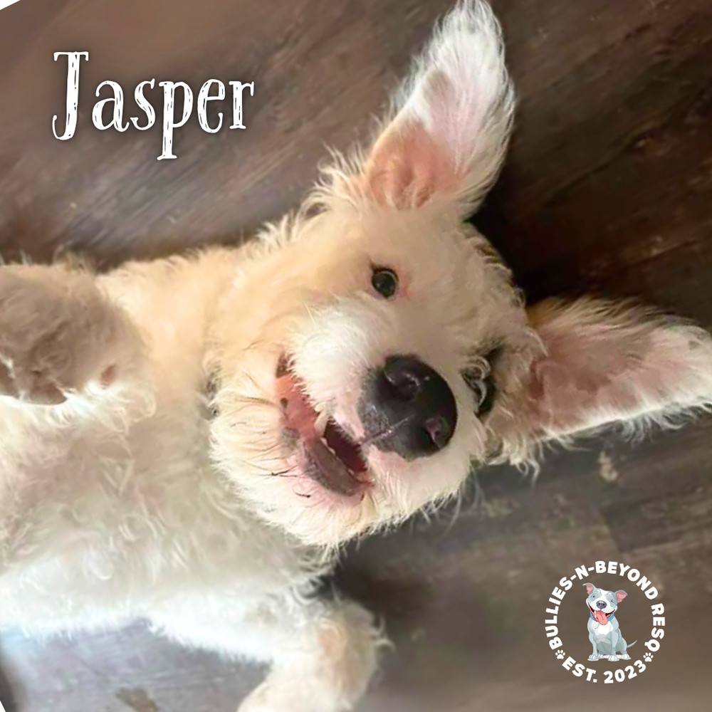 Jasper, an adoptable Bernese Mountain Dog, Pit Bull Terrier in Omaha, NE, 68116 | Photo Image 3