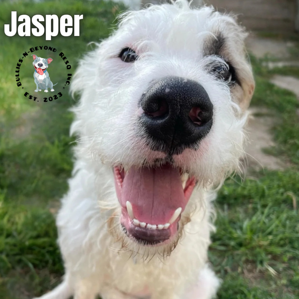 Jasper, an adoptable Bernese Mountain Dog, Pit Bull Terrier in Omaha, NE, 68116 | Photo Image 4