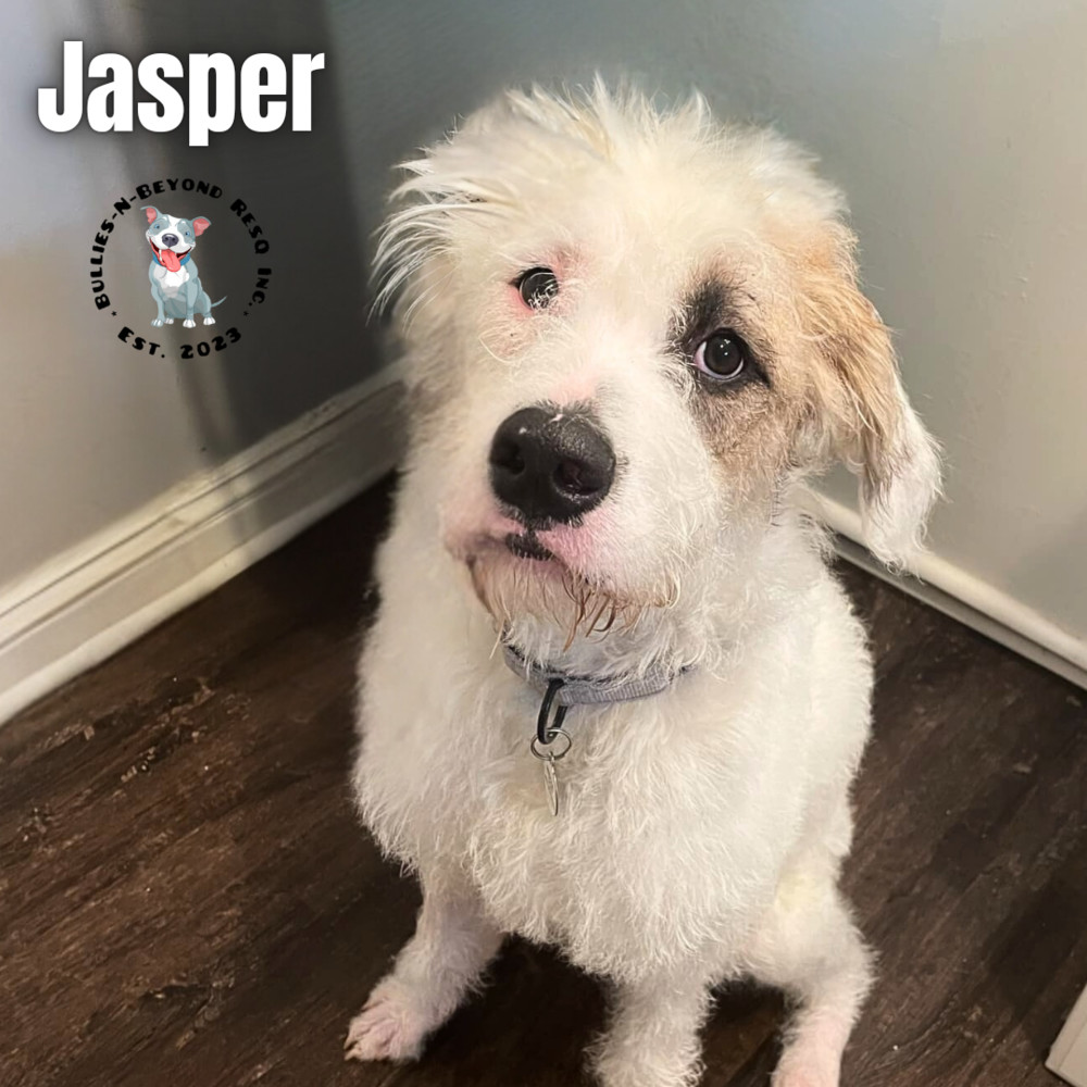 Jasper, an adoptable Bernese Mountain Dog, Pit Bull Terrier in Omaha, NE, 68116 | Photo Image 5