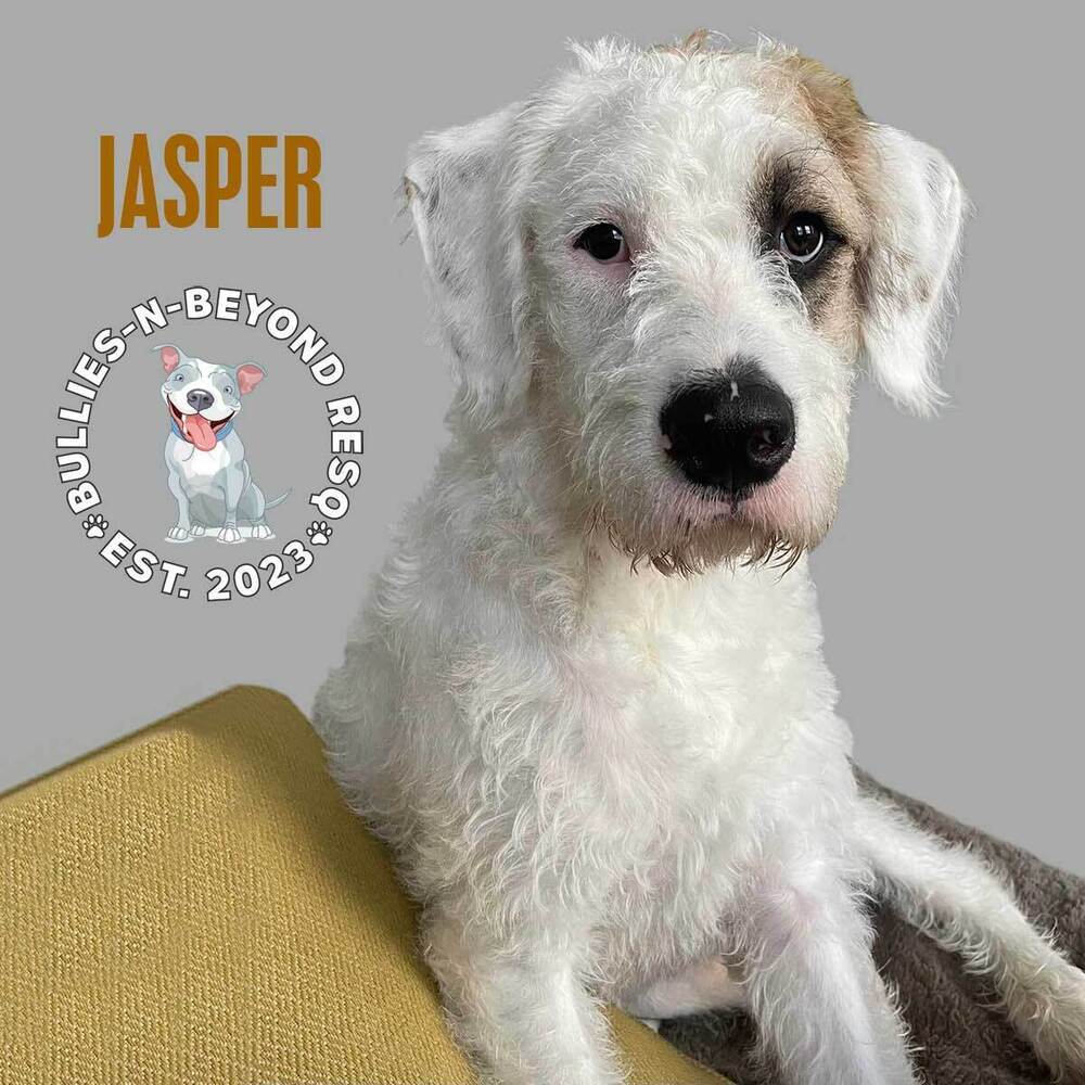 Jasper, an adoptable Bernese Mountain Dog, Pit Bull Terrier in Omaha, NE, 68116 | Photo Image 6