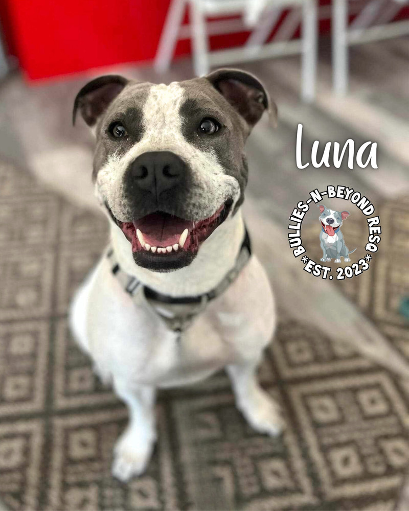 Luna, an adoptable Pit Bull Terrier in Omaha, NE, 68116 | Photo Image 1