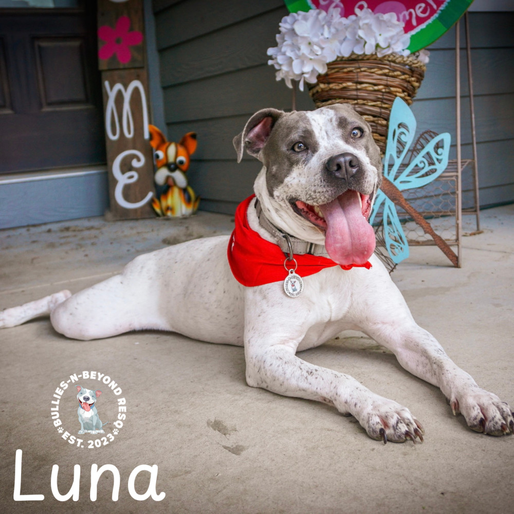 Luna, an adoptable Pit Bull Terrier in Omaha, NE, 68116 | Photo Image 2