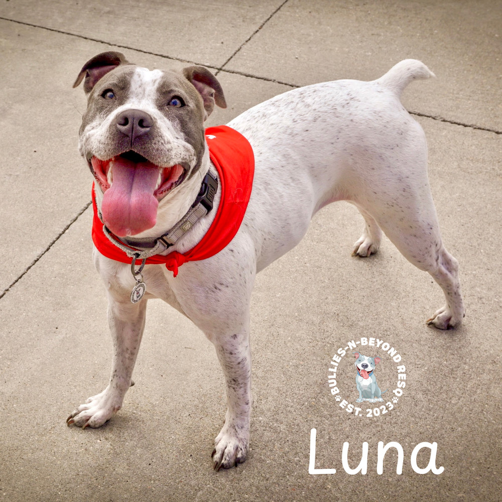 Luna, an adoptable Pit Bull Terrier in Omaha, NE, 68116 | Photo Image 3